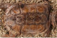 tortoise shell 0005